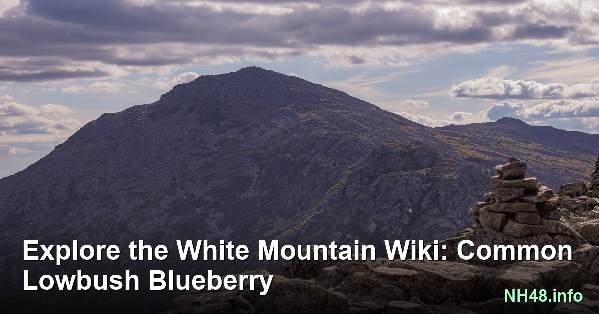 Common Lowbush Blueberry | White Mountain Plant Wiki