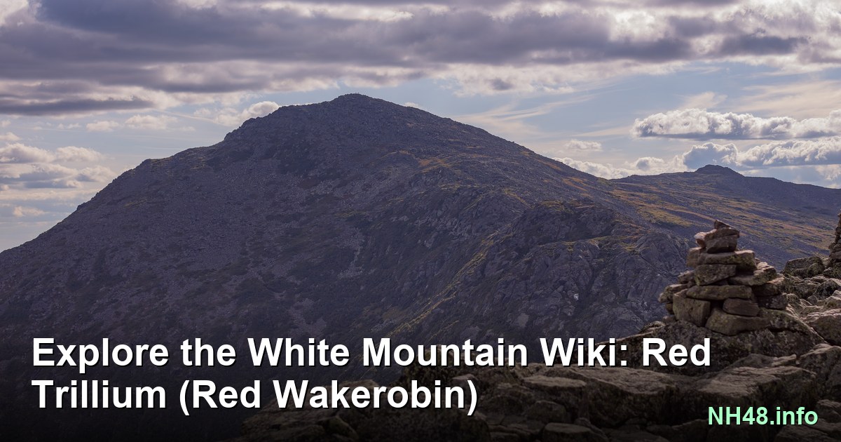 Red Trillium (Red Wakerobin) | White Mountain Plant Wiki